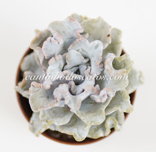 Echeveria Crispate Beauty