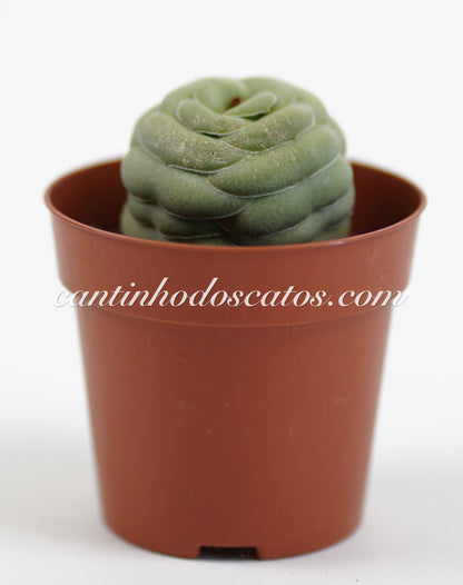 Crassula Hemisphaerica