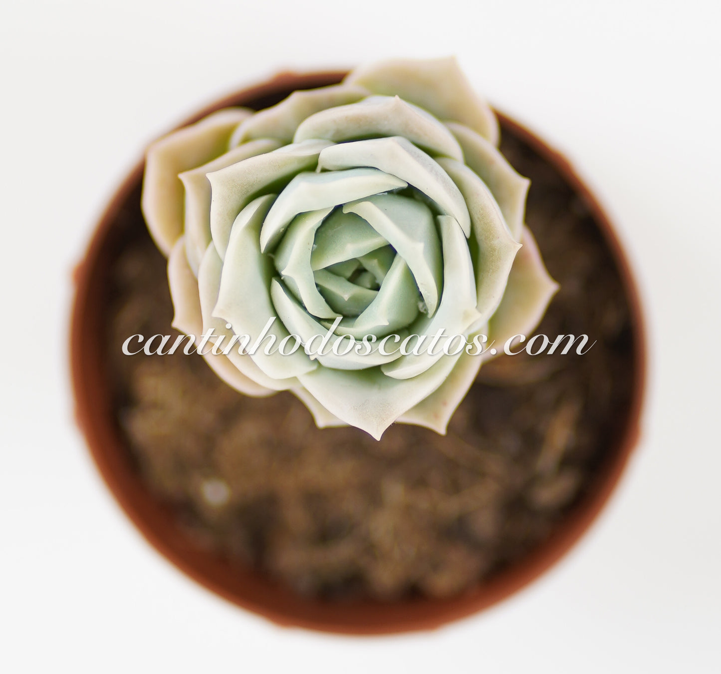 Graptoveria Lovely Rose