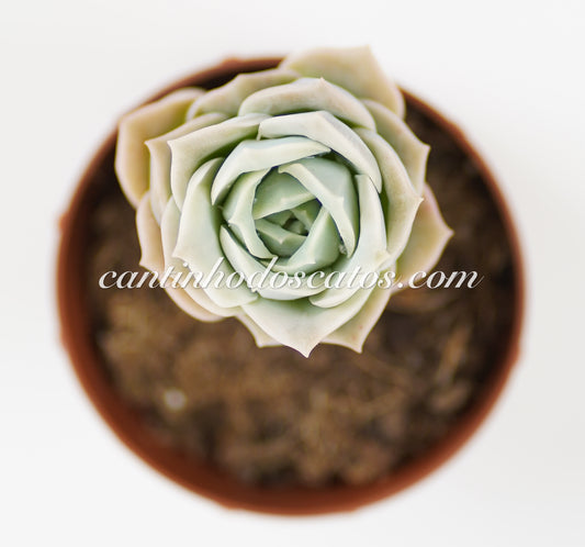 Graptoveria Lovely Rose