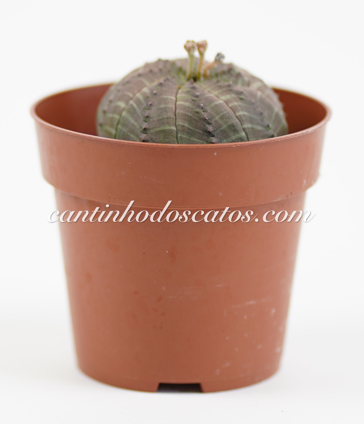 Euphorbia Obesa