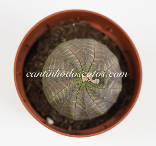 Euphorbia Obesa