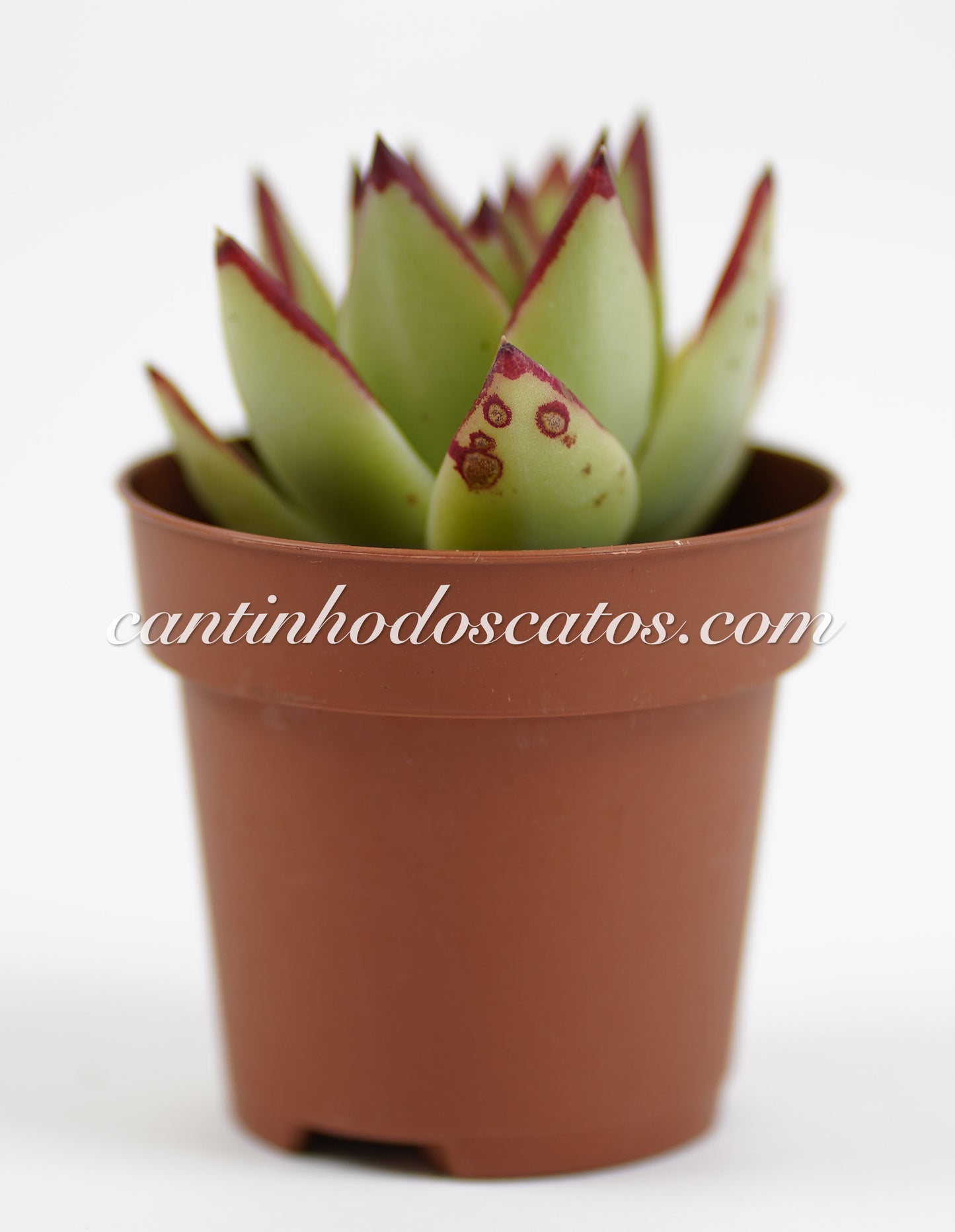 Echeveria Agavoides Lipstick