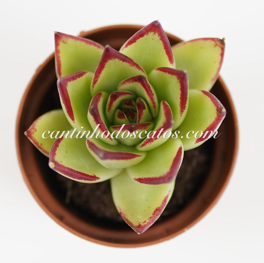 Echeveria Agavoides Lipstick