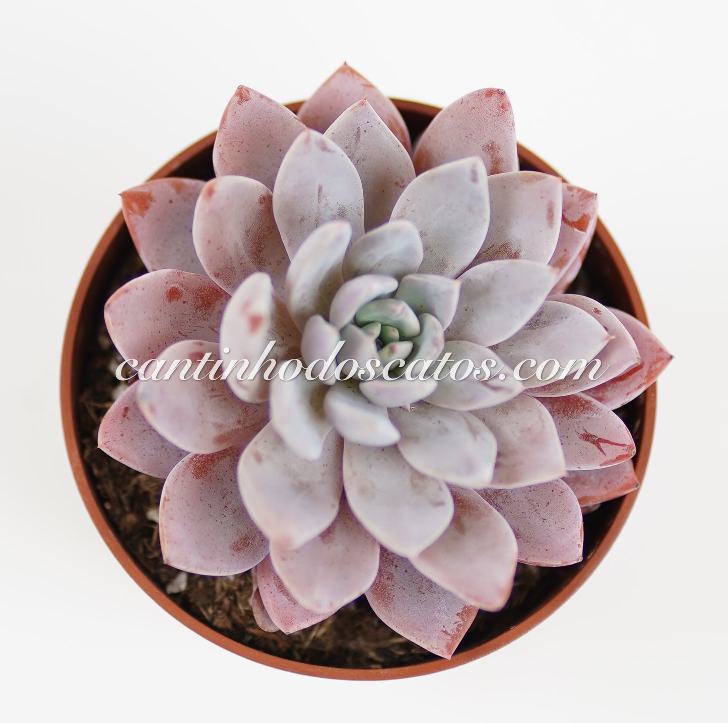 Graptoveria Lulu