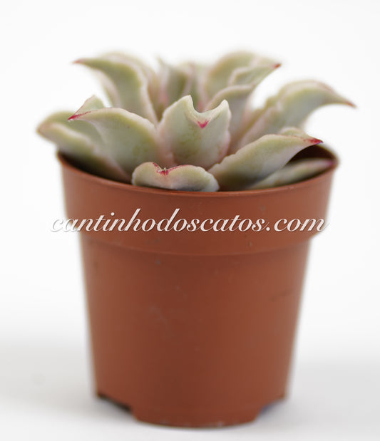 Echeveria Mabida