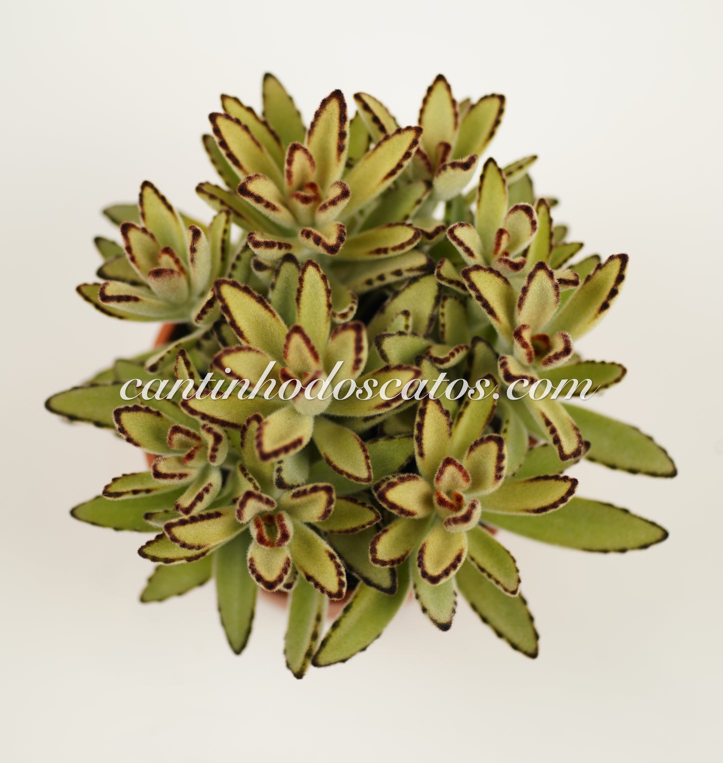 Kalanchoe Tomentosa "Chocolate Soldier"