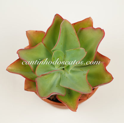 Echeveria Subrigida