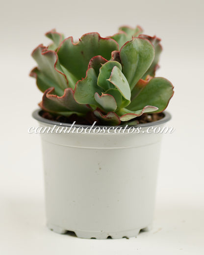 Echeveria Dorothy