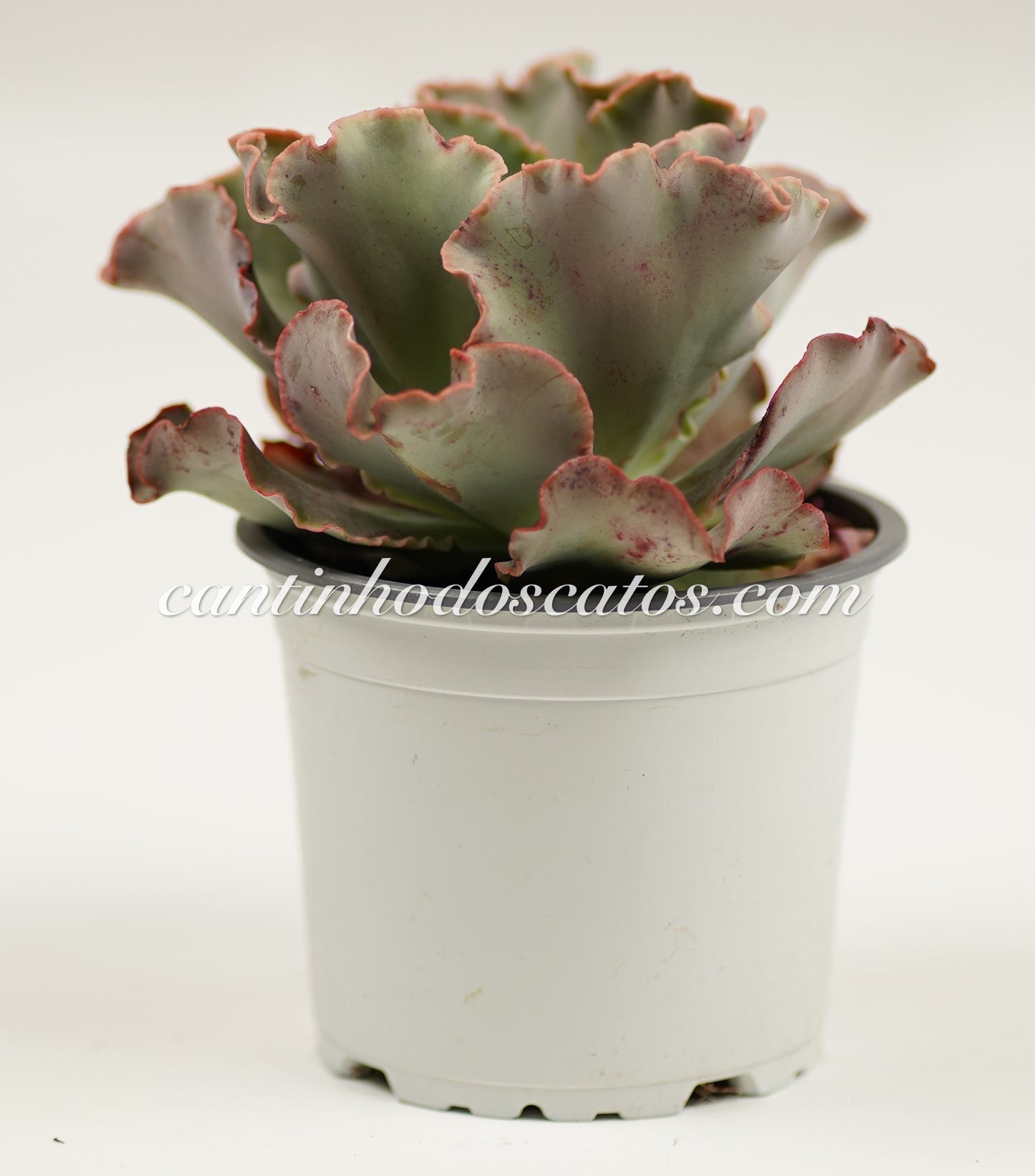 Echeveria Giant Blue