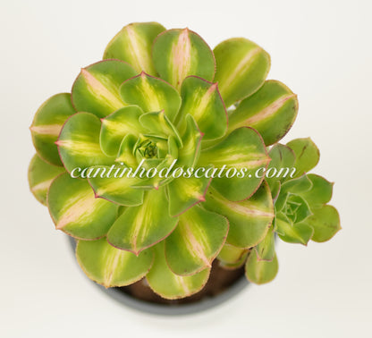 Aeonium Starburst "Lemon-Lime"