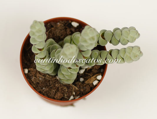 Crassula Plegmatoides