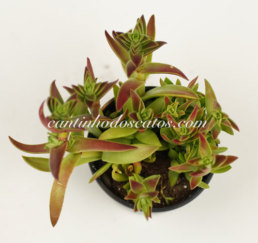 Crassula Capitella Subsp Thyrsiflora "Red Pagoda"