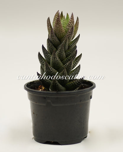 Haworthia Coarctata f. Chalwinii