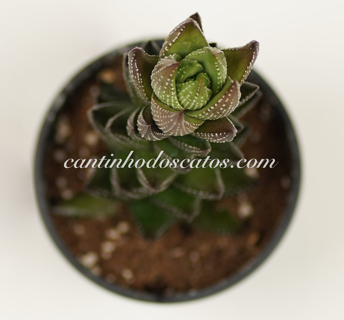 Haworthia Coarctata f. Chalwinii