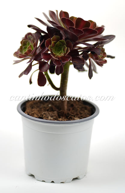 Aeonium Kilimanjaro