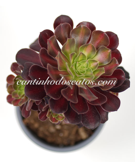 Aeonium Kilimanjaro