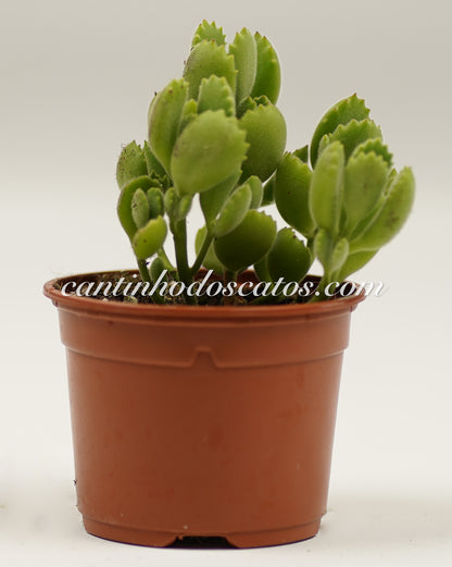 Cotyledon Tomentosa "Patinha de Urso"