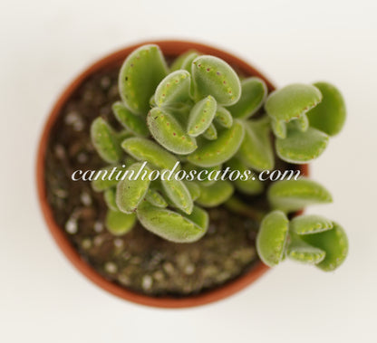 Cotyledon Tomentosa "Patinha de Urso"