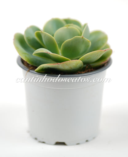 Echeveria "Loves Light"