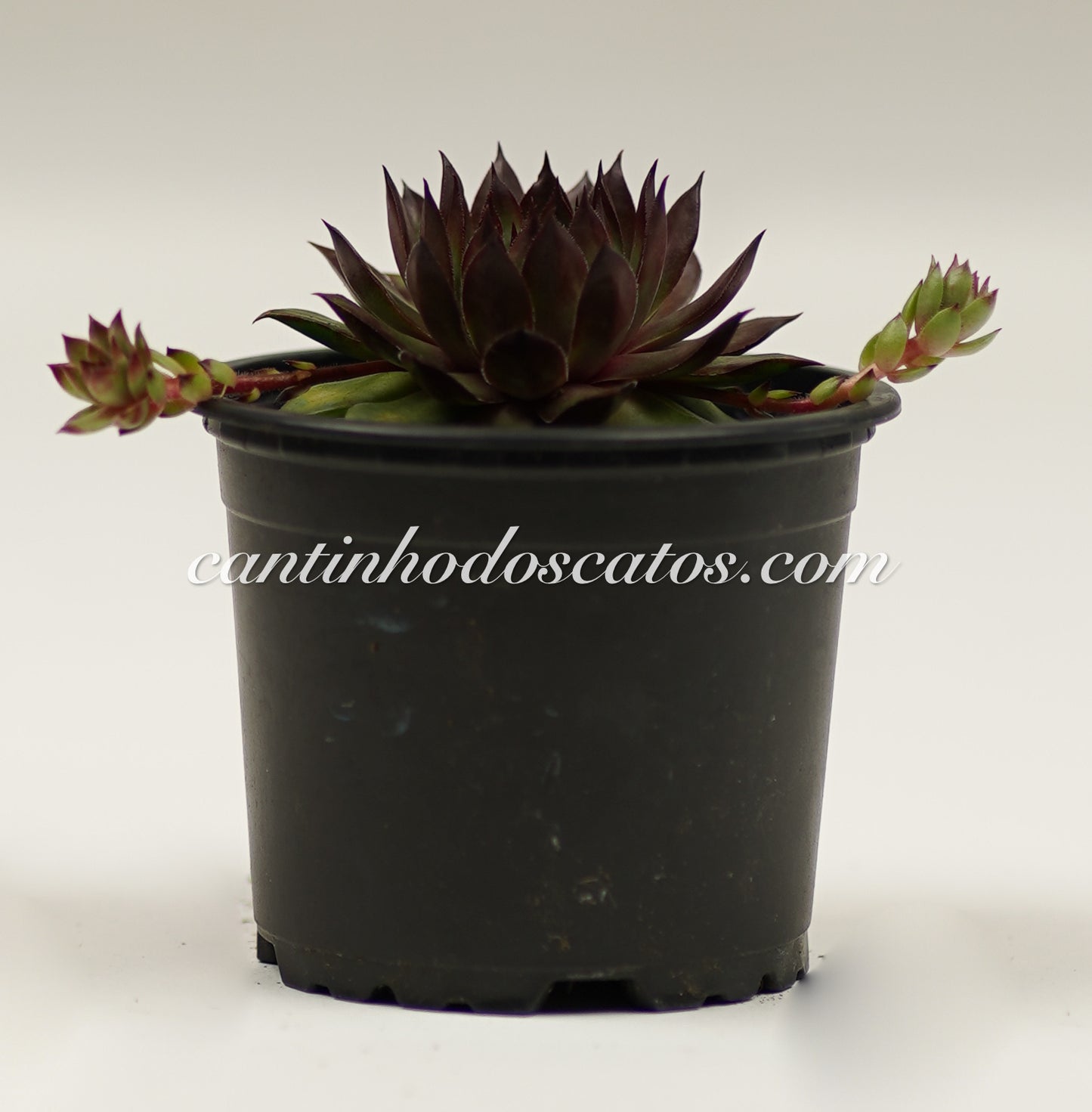 Sempervivum Brown