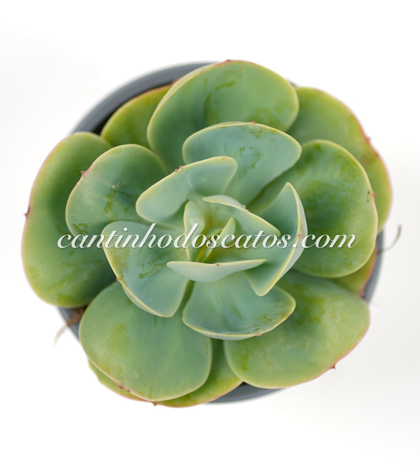 Echeveria "Loves Light"