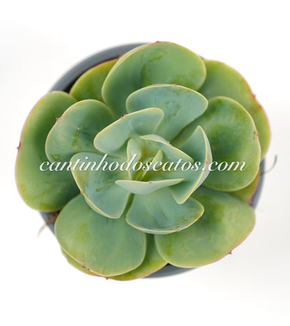 Echeveria "Loves Light"