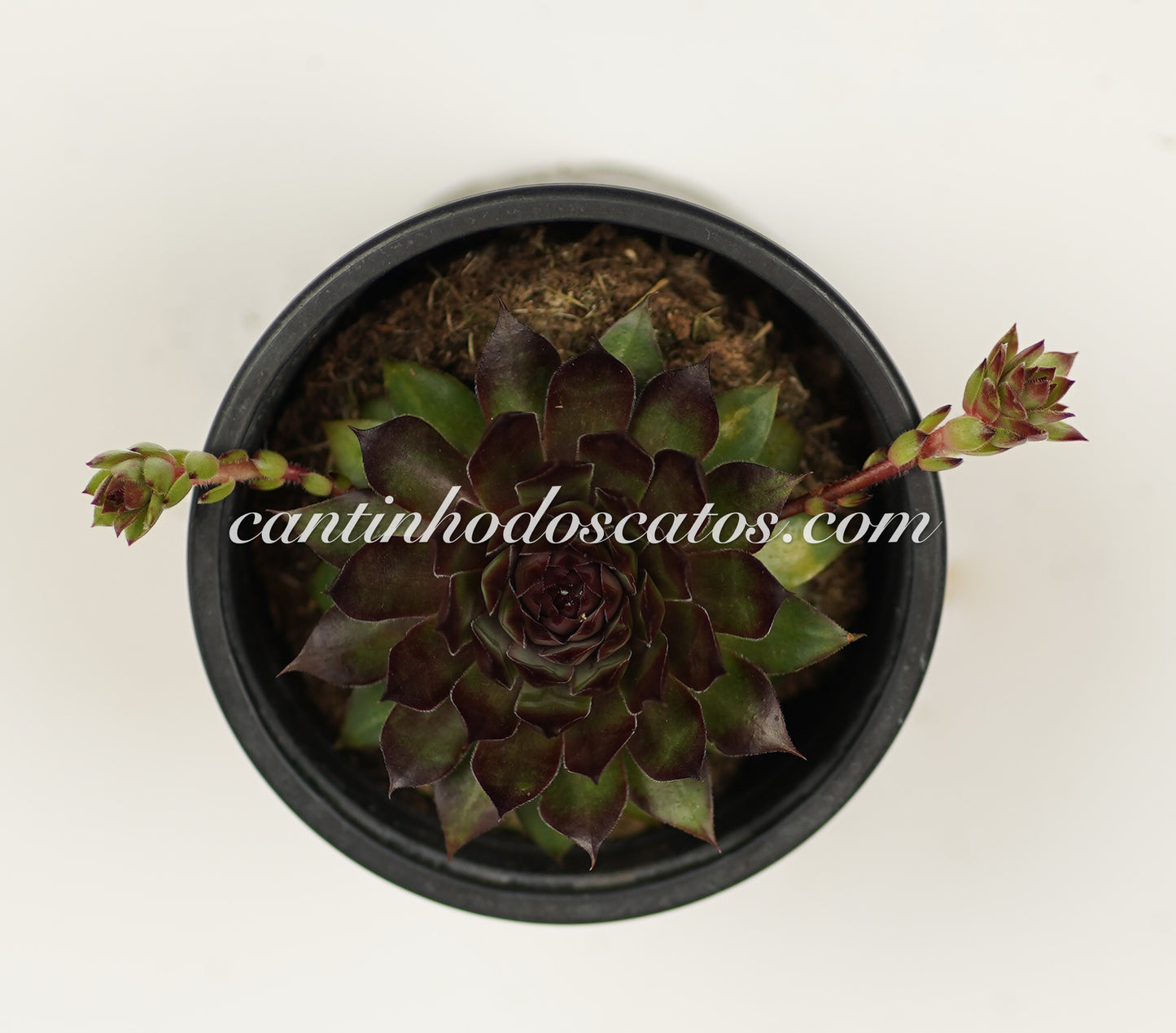 Sempervivum Brown