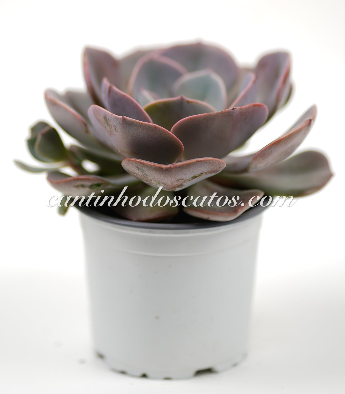 Echeveria Dusty Rose