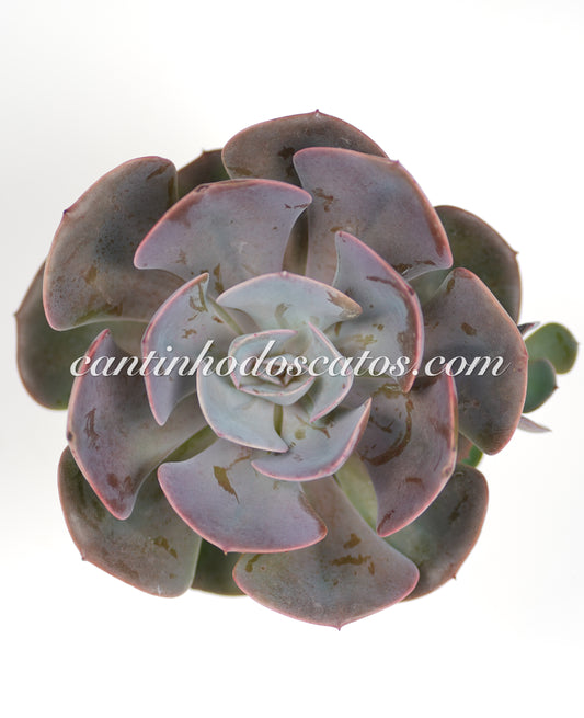 Echeveria Dusty Rose