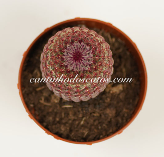 Echinocereus Rigidissimus Rubispinus