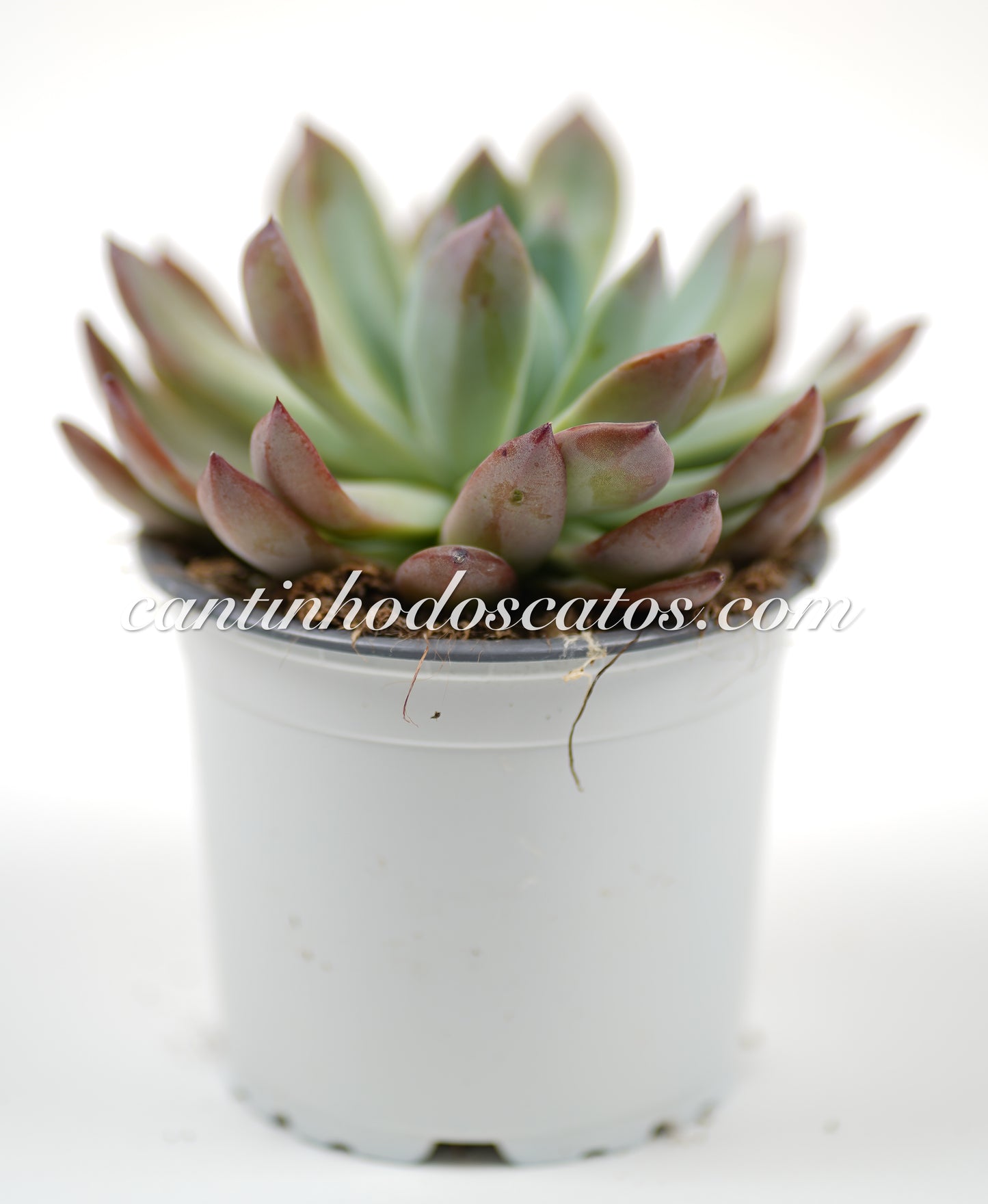 Echeveria Colorata