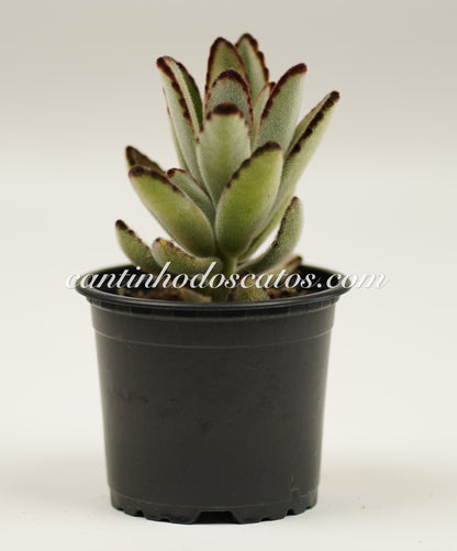 Kalanchoe Tomentosa "Daruma"