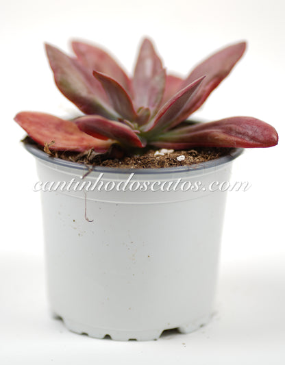 Echeveria "Diamond State"