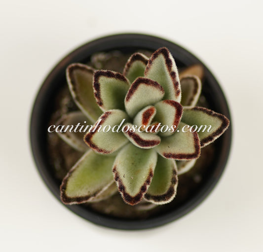 Kalanchoe Tomentosa "Daruma"