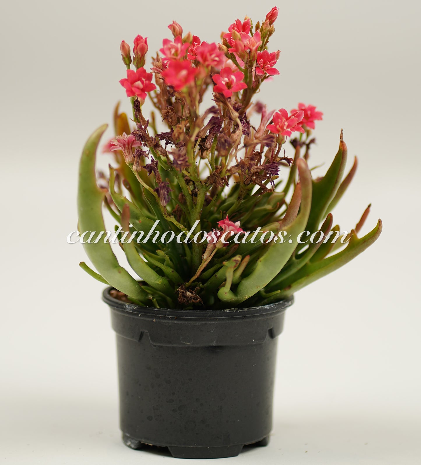 Kalanchoe Blossfeldiana Tarantula