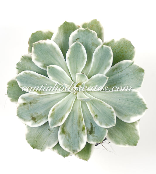 Echeveria Lemon Rose Variegata