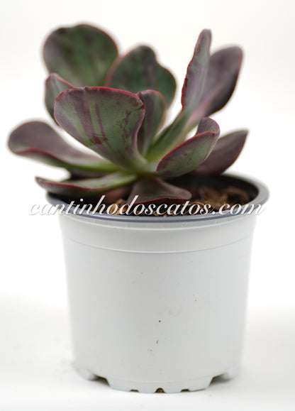 Echeveria Goiabinha