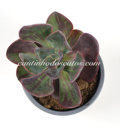 Echeveria Goiabinha