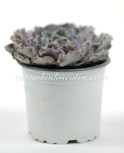 Echeveria Schaviana Truffles