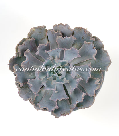 Echeveria Schaviana Truffles