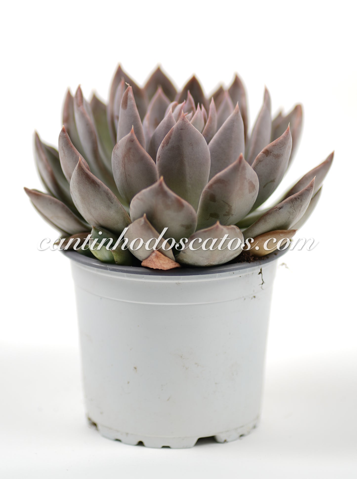 Echeveria "Silver Queen"