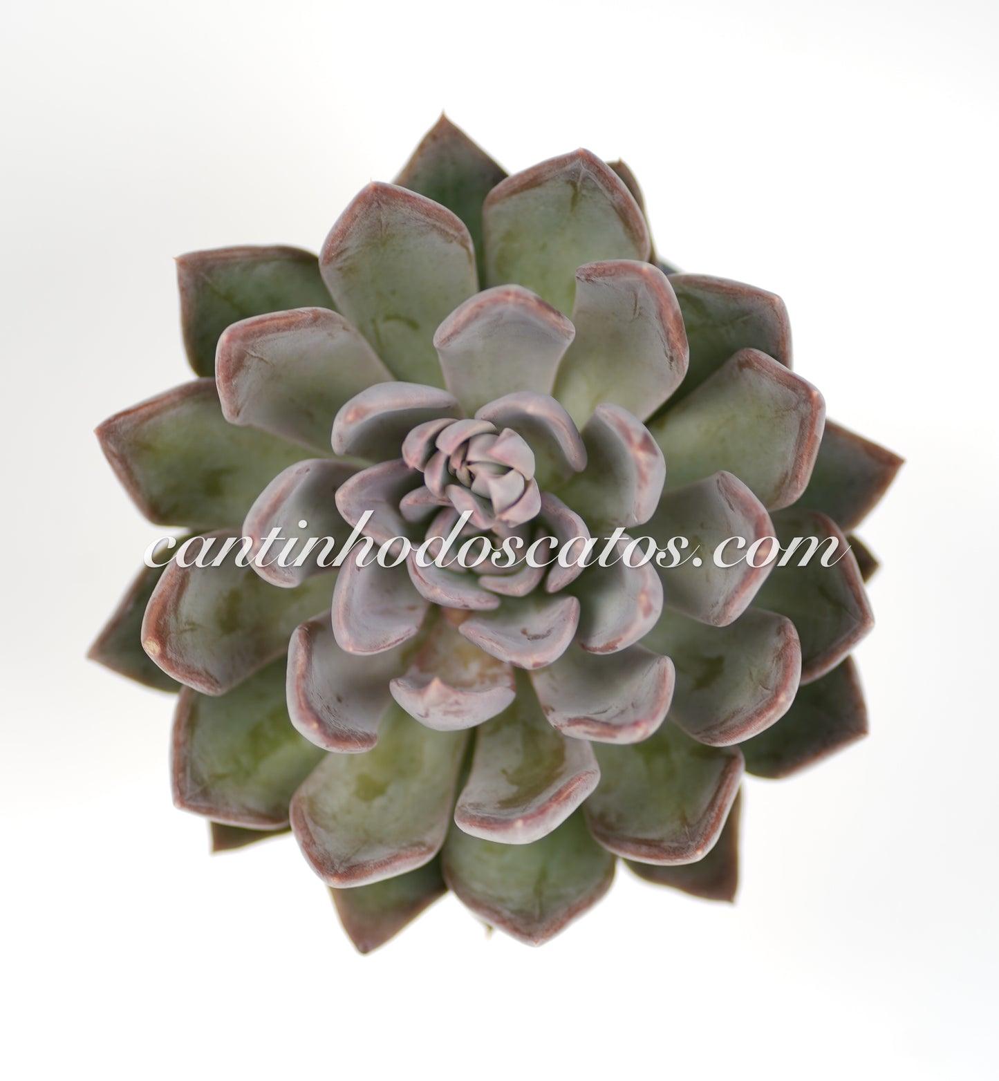 Echeveria "Silver Queen"