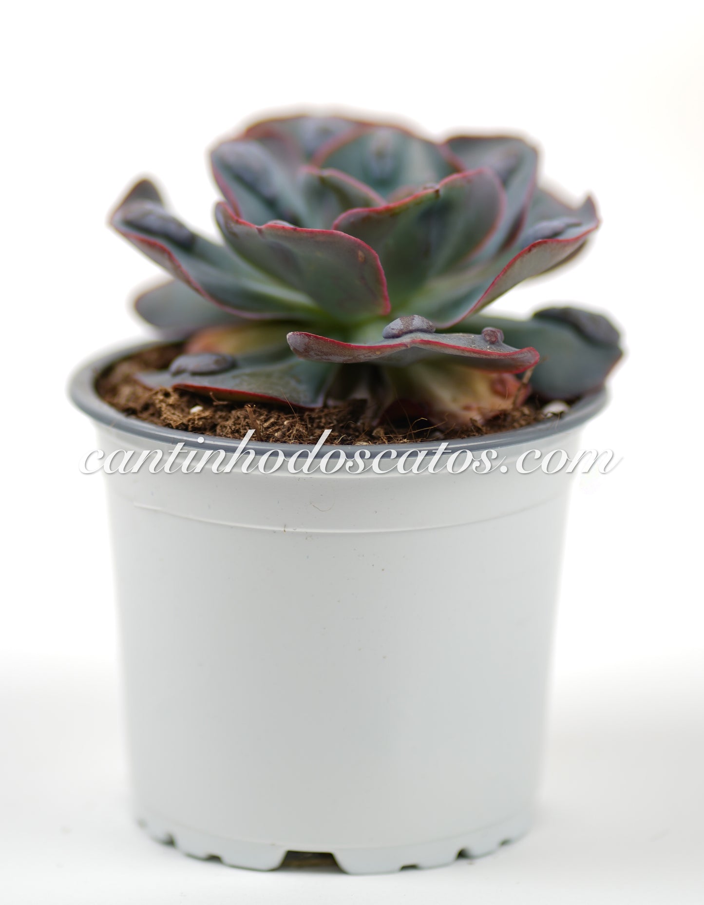 Echeveria New Heights