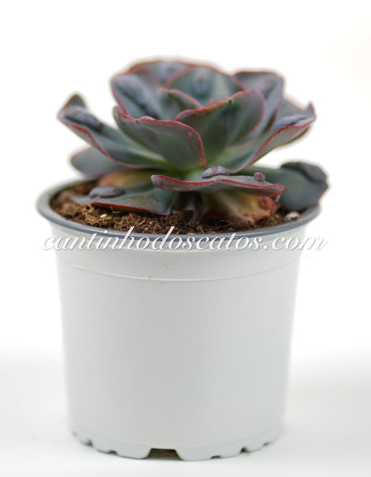 Echeveria New Heights