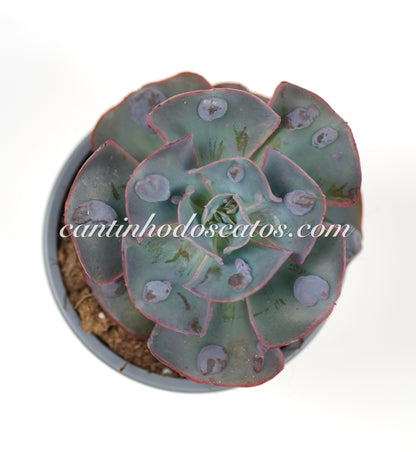 Echeveria New Heights