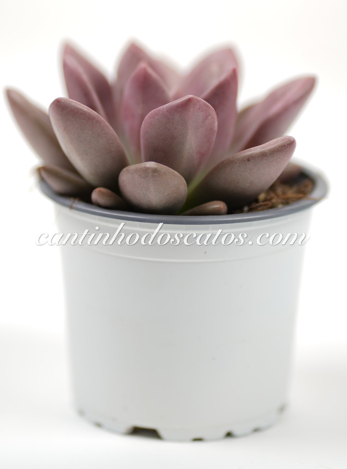 Echeveria Pink Donna