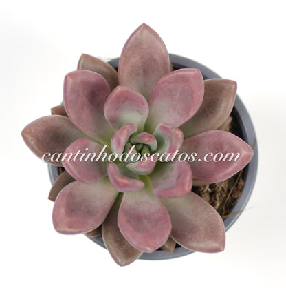 Echeveria Pink Donna