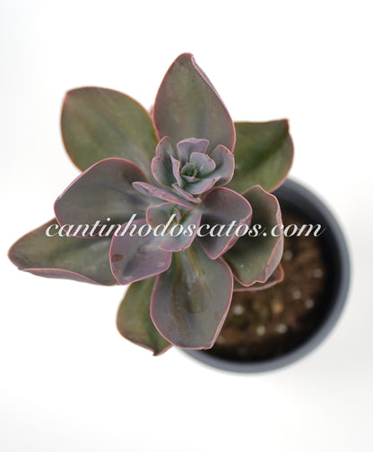 Echeveria Decora