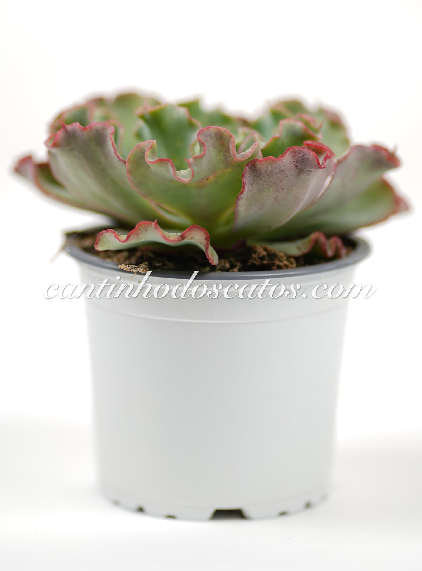 Echeveria Dorothy